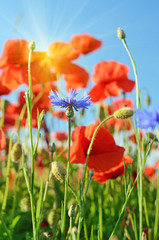 Beautiful bud of poppy and cornflower close up middle of a field