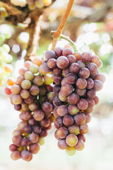 Ripe grapes in his vineyard