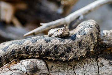 Viper in Lauerstellung nake Viper in attack position with eyes open, with a zigzag pattern