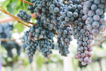 Ripe grapes in his vineyard