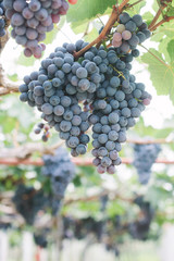 Ripe grapes in his vineyard