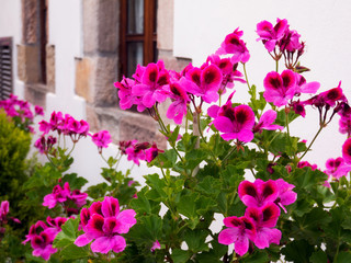 Pink pelargonium