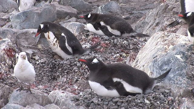 Snow petrel amongst Gentoo penguins on the nests in Paradise Harbour, Antarctica