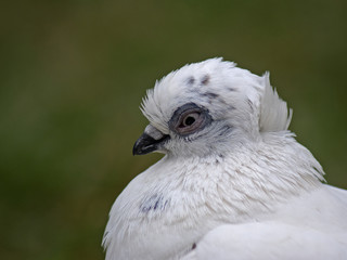 gołąb