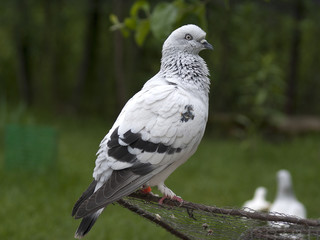 gołąb