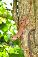 Obraz premium Chameleon