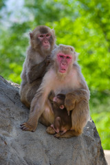 Japanese macaque 