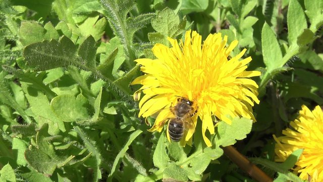 Bee flying on dadelion