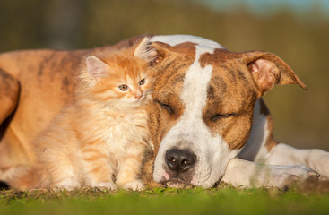 American staffordshire terrier dog with little kitten