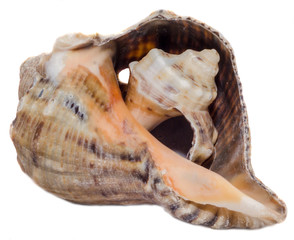 Sea colored shells, close up, isolated, white background.