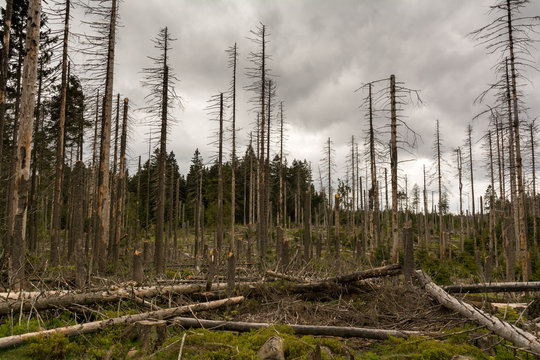 zerstörter Wald im Harz