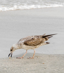Colored Seagull bird on a sand beach and water, close up