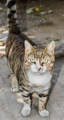 Brown striped domestic cat, green eyes, close up