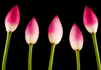 Pink Nelumbo nucifera flowers, water lily, lotus.