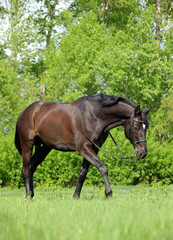 Portrait of nice brown warmblood horse walking on pasture