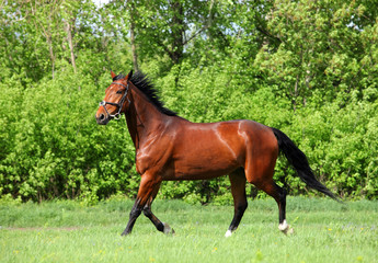 Bay horse skips on a meadow against woods 