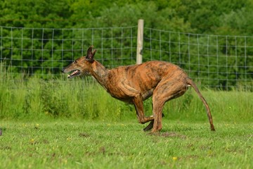 rennender Galgo