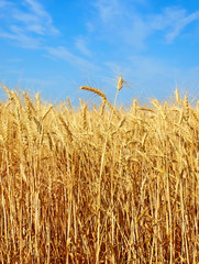 Wheat ears on a field against blue sky.