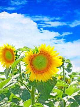 Sunflower taken closeup against of blue sky.