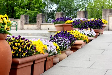 Photo sur Aluminium Pansies Pots de fleurs bordant les marches d& 39 escalier
