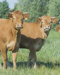 Fototapeta premium cows