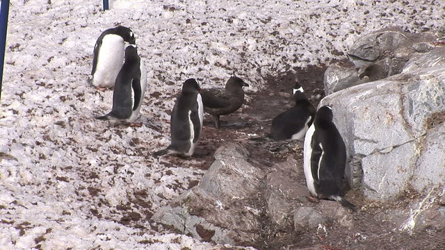 A Brown Skua attacks Gentoo Penguin in the nest at Paradise Harbour, Antarctic Peninsula, Antarctica 