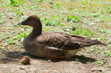  goose
