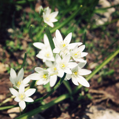 Allium Humile, wild onion flowers. Aged photo.