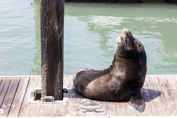 Seal at Pier 39