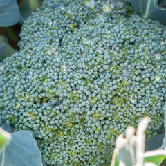 Fresh organic Broccoli growing on the vegetable bed.