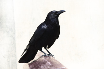 crow