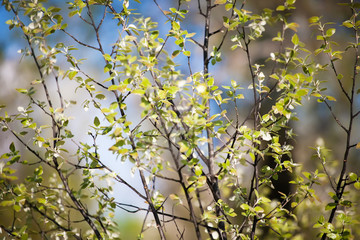 spring leaves