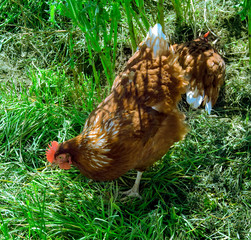 chicken