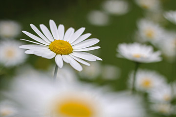 Marguerites