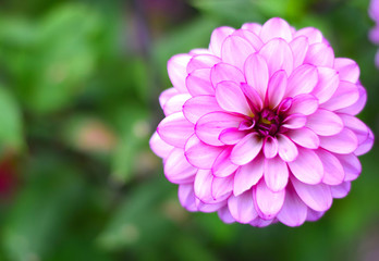 Obraz premium Flower