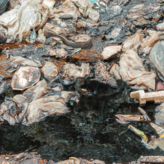 water pollution, Global warming