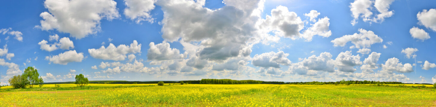 Panorama of flower field in spring countryside