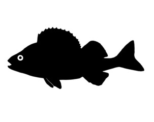 Silhouette of the fish Perch