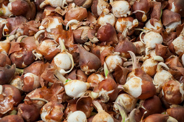Bulbs on the Amsterdam Flower Market, the Netherlands.
