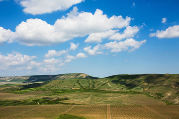 Naklejka premium A field of wild yellow and purple flowers in the mountains of South-Eastern Crimea