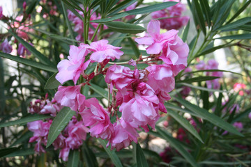 Flor Rhododentron Annabella