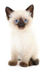 Kitten on a white background