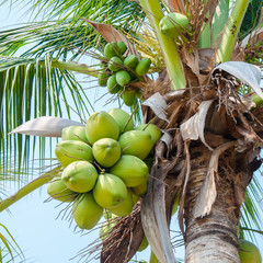 coconut tree with fruits against blue sky