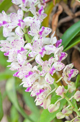 Pink Orchid Flowers - Rhynchostylis