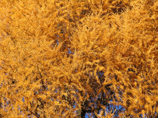 Yellow crown of larch