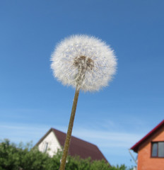 Dandelion flower