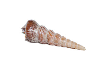 photo seashell isolated on a white background