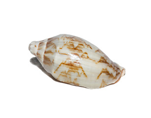 photo seashell isolated on a white background