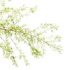 bamboo leaves on white background