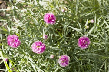 pink wild flowers in the field